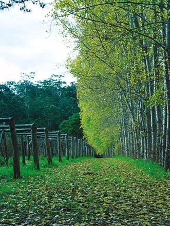 Hawke Brook Chalets Pemberton Ngoại thất bức ảnh
